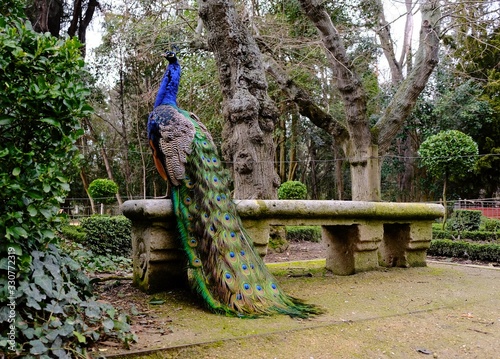 peacock sitting in a bench of an urban park