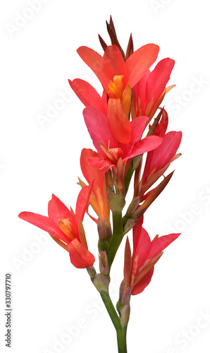 Red canna flower isolated on white background. Spring time, summer. Easter holidays. Garden decoration, landscaping. Floral floristic arrangement