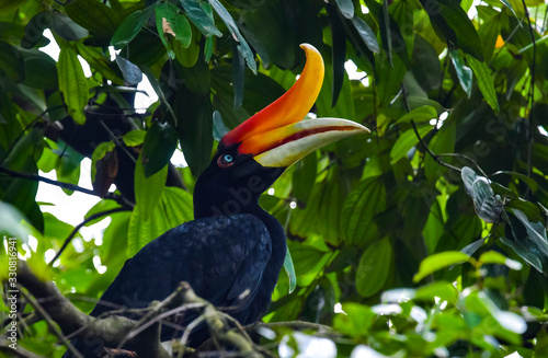 Rhinoceros Hornbill Bird