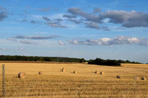 wheat field in yellow tones with blue sky