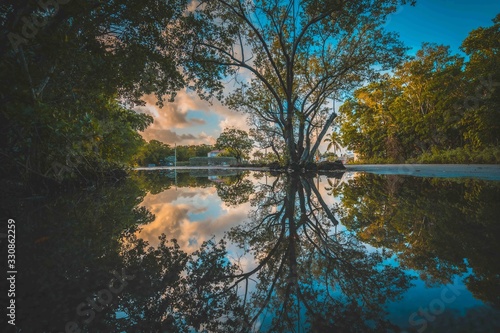 aquatic tree leaves reflection water lake river nature landscape blue green summer spring outdoors beautiful calm florida