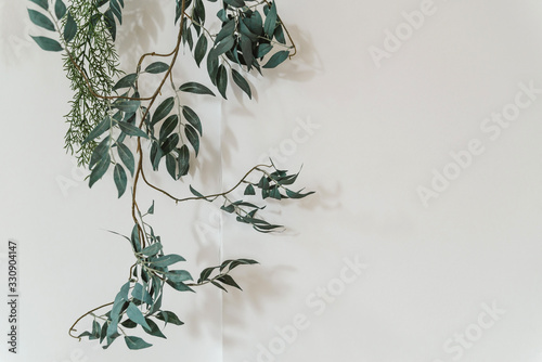 a branch of a green plant on a white background copies the space. plant on the wall, minimalism