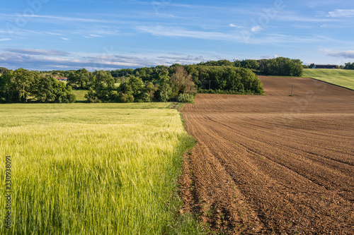 Divided fallow land and field of wheat