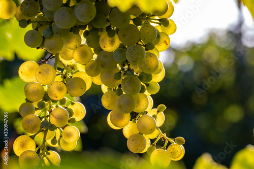 Prosecco white grapes on a vineyard befor harvesting in Valdobbiadene hills. Veneto. Italy