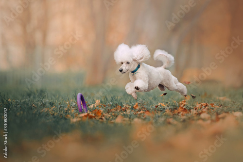 happy white poodle jumping after a toy outdoors