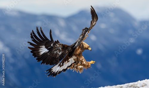 Norwegian golden eagle (Aquila chrysaetos) in winter snow