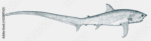Common thresher alopias vulpinus, endangered shark from tropical waters in side view