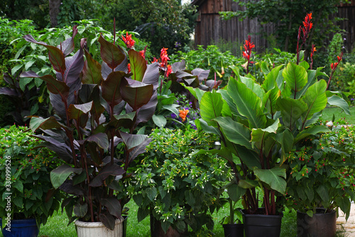 Beautiful Display of exotic Canna plants in a lush and green garden