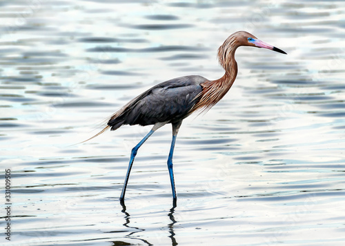 closeup of a wading reddish egret