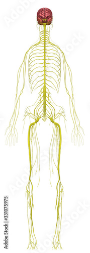 Human Anatomy Female Nervous System From Front