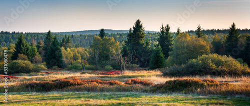 Boggy Forest with blueberry bushes in Autumn, Ore Mountains, Germany
