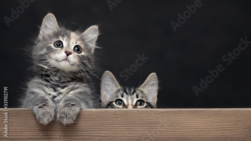 Two cute gray striped kittens rest their paws on a wooden board. Blank for advertisement or announcement with copy space