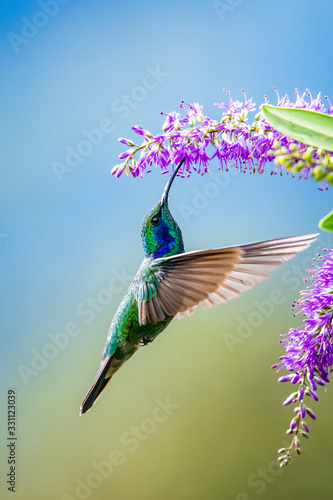 Blue hummingbird Violet Sabrewing flying next to beautiful red flower. Tinny bird fly in jungle. Wildlife in tropic Costa Rica. Two bird sucking nectar from bloom in the forest. Bird behaviour