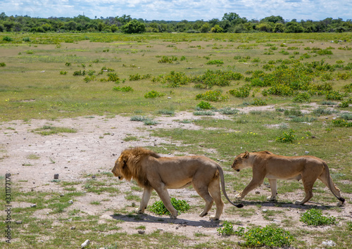 A couple of African Lions in the savannah grass of the Etosha National park in northern Namibia