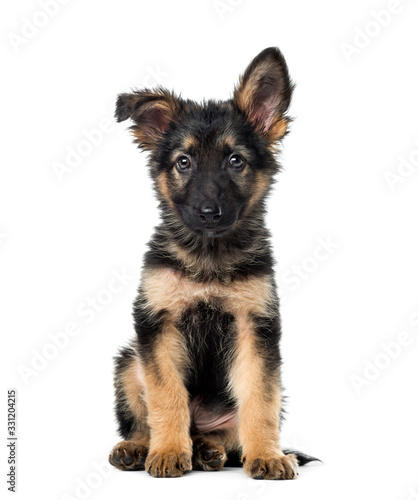 Puppy German Shepherd sitting, 9 weeks old, isolated on white