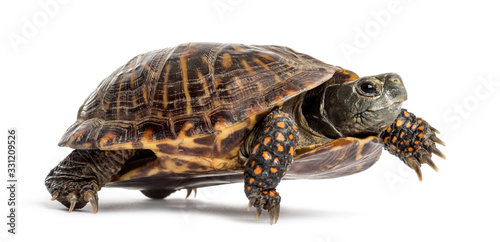 common box turtle, isolated on white