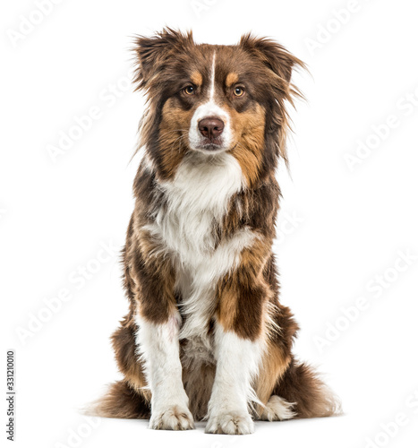 Australian Shepherd sitting, isolated on white