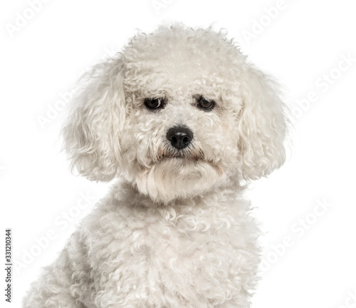 Close-up of a white bichon, isolated on white