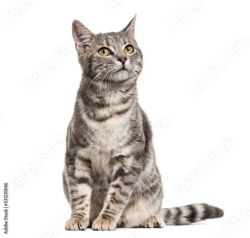 Grey stripped mixed-breed cat sitting, isolated on white