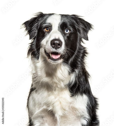 Close-up on a Panting black and white Border Collie, minnow eyes
