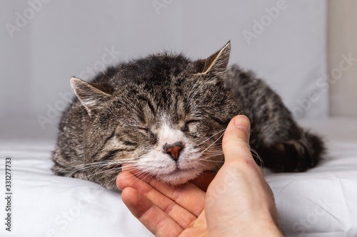 Unrecognizable man caressing old cat at home