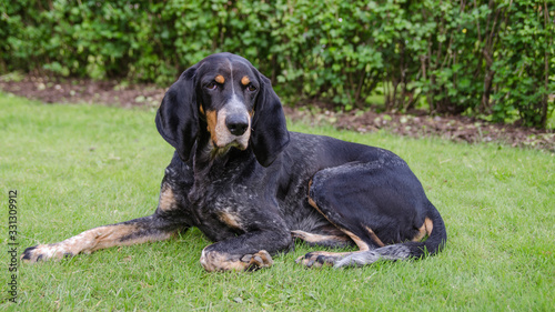 Lucerne, hunting dog with black, gray, white, speckled fur. It has long ears, brown spots on the eyes. Lying on the lawn one summer day. Green background with place for text.