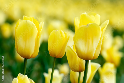 Tulipan, wiosenny ogród, piękne kwiaty