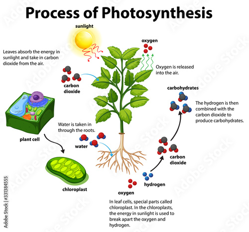 Diagram showing process of photosynthesis with plant and cells