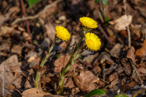 Gelb blühende Blüten des Huflattich (lat.: Tussilago farfara) im Frühling im Wald