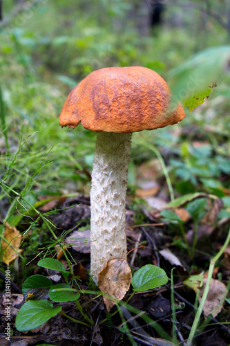 Wild mushroom among green grass