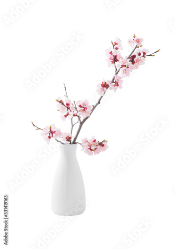 flowering pink cherry branch in vase isolated on white background