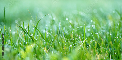 grüne Gras auf der Wiese mit Tautropfen