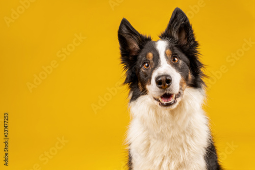 Happy black tri border collie portrait on yellow background
