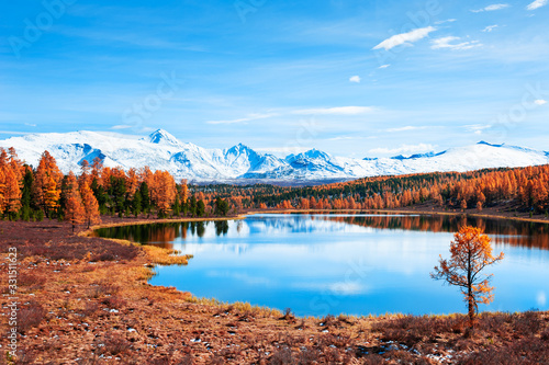 Kidelu lake in Altai mountains, Siberia, Russia. Yellow autumn forest, snow-covered mountains and the blue sky. Beautiful autumn landscape.