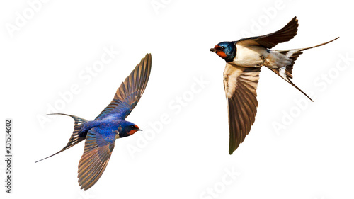 flying swallows isolated on white background