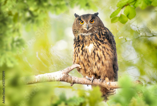 Eagle owl (bubo bubo) in green forest