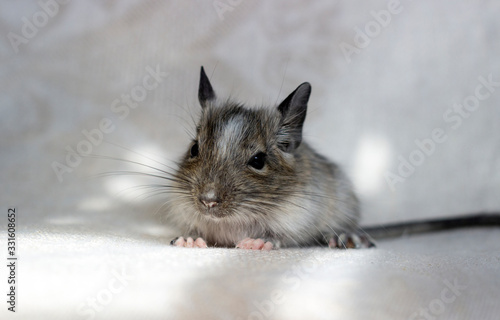 Squirrel degu sits on light background. Color - spotted agouti.