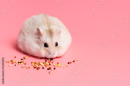 Dwarf fluffy hamster eats grain on pink background, copy space.