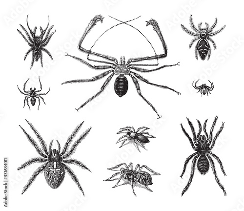 Spider collection / vintage illustration from Brockhaus Konversations-Lexikon 1908
