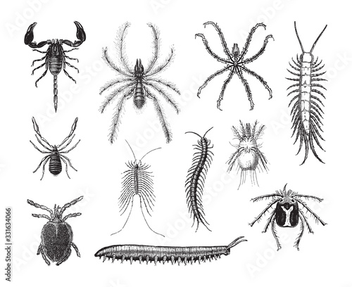 Arthropod (invertebrate animals) collection / vintage illustration from Brockhaus Konversations-Lexikon 1908