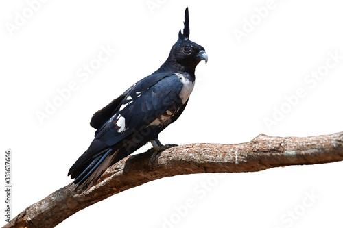 Black baza bird