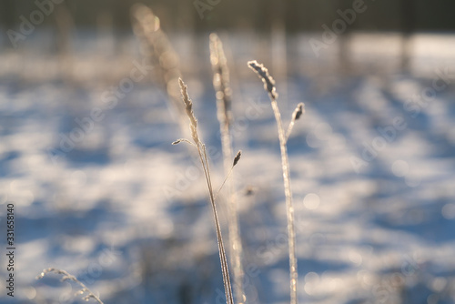 Frozen Blades of Grass Against a Snowy Winter