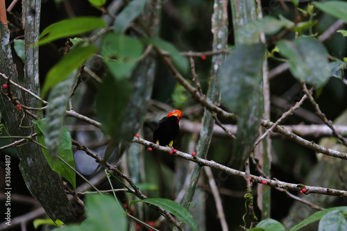 Beautiful and rare specimen of the Red-capped manakin, Costa Rica