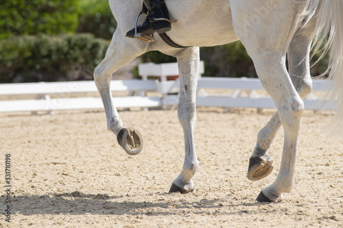 Legs and hoofs of a mare in a dressage grand prix test