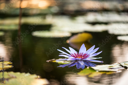 purple lotus flower with sunrise bokeh
