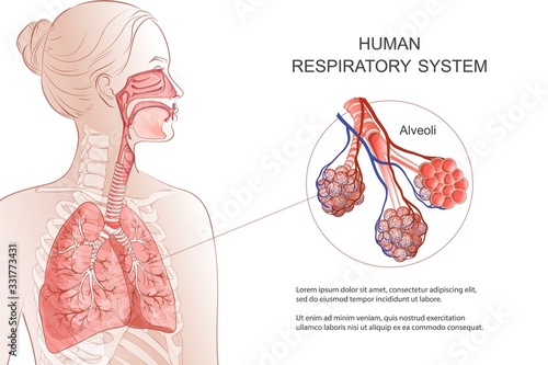 Human Respiratory System, lungs, alveoli. Vector Anatomy illustration.