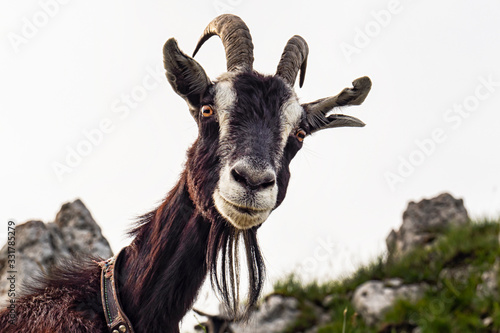 Goat head close up looking at the camera