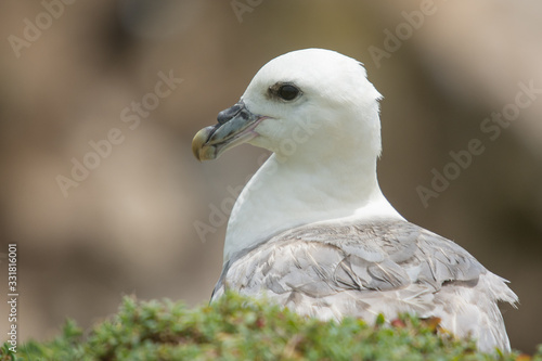 Northern fulmar (Fulmarus glacialis)