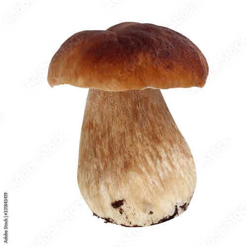 Boletus mushroom, isolate. Cepes.