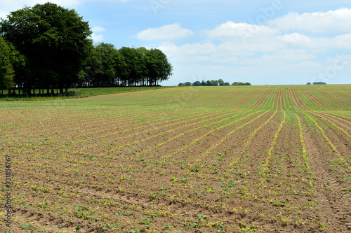 Semis de maïs non désherbé, repousse colza culture précédente